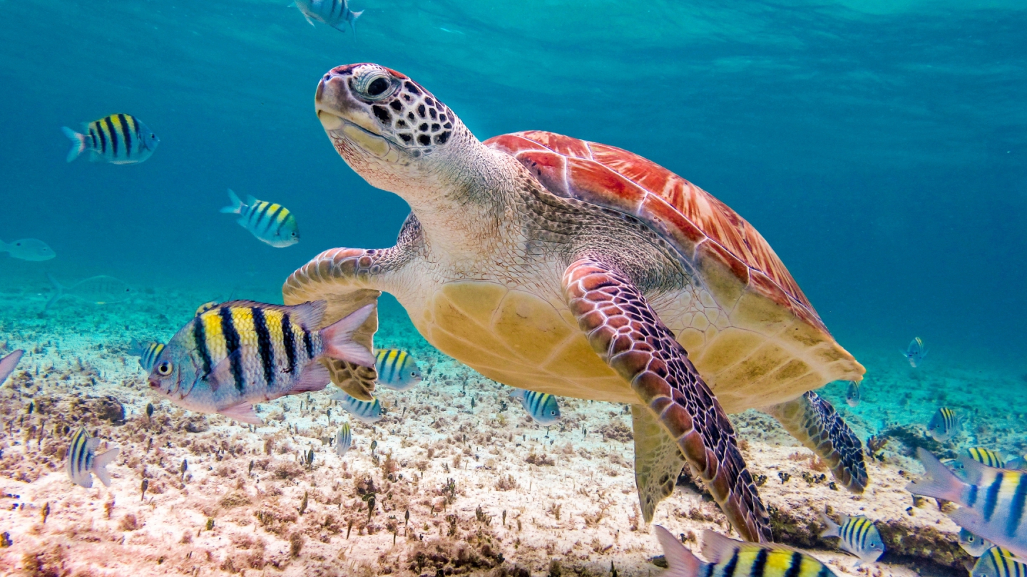 Close-up of a sea turtle swimming through vibrant coral reefs in clear Caribbean waters, surrounded by tropical fish off the coast of Mexico.
