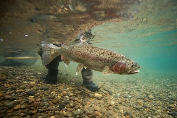 Patagonia Fly Fishing for 2