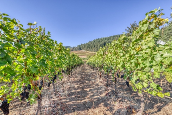 Oregon Wine Getaway for 6