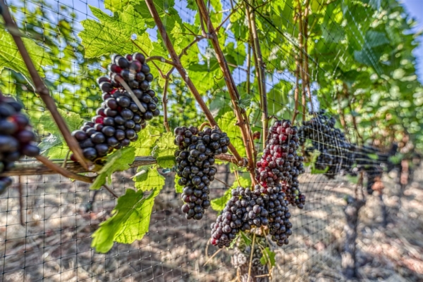 Oregon Wine Getaway for 6