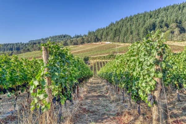 Oregon Wine Getaway for 6
