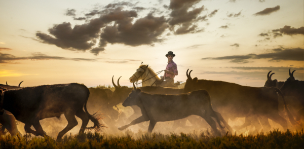 French Cowboy Experience