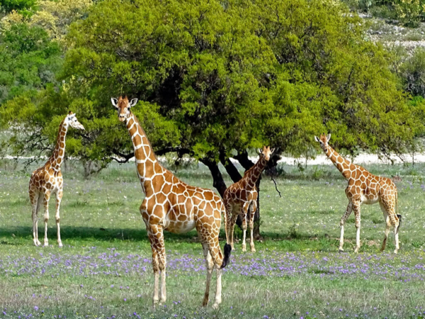 Western All-Inclusive Ranch for 2