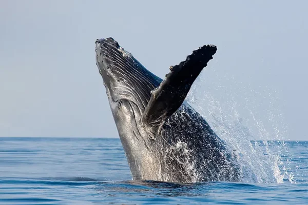 Seattle Whale Watching for 2