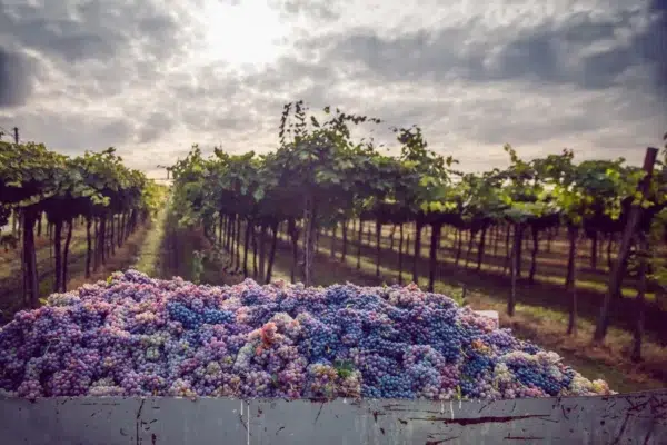 Napa From The Air For 2