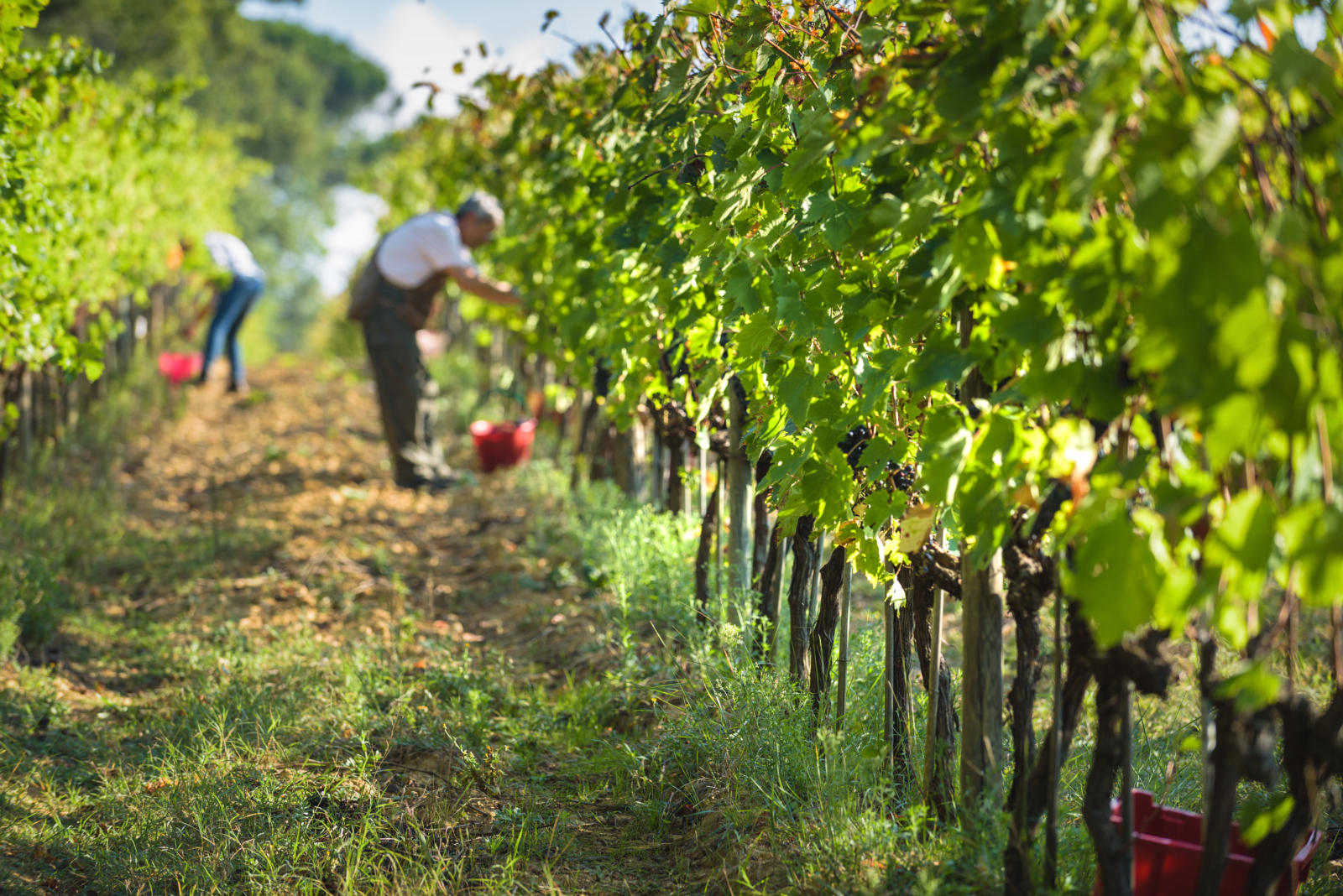 Taste of Cortona for 2 - Image 15