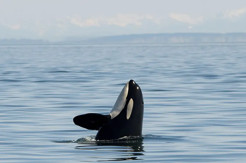 Seattle Whale Watching for 2