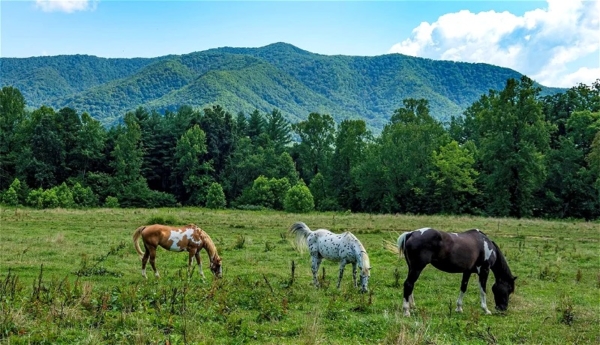 Great Smoky Mountain Glamping