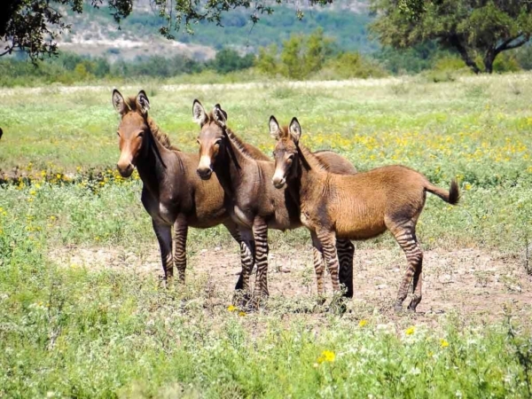Western All-Inclusive Ranch for 2